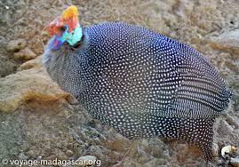 Végétation luxuriante